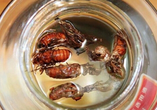 知了殼可以泡酒嗎？知了殼泡酒有什么功效？