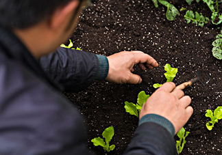 立秋可以種什么菜？立秋后可以種什么菜？