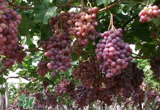 馬陸葡萄多少錢一斤？馬陸葡萄什么時候上市