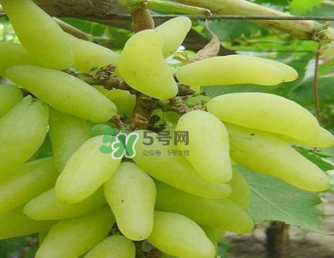 金手指葡萄多少錢一斤？金手指葡萄可以盆栽嗎