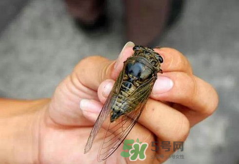 知了猴和知了哪個更好吃？知了猴和知了的區(qū)別