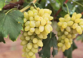 金手指葡萄多少錢一斤？金手指葡萄可以盆栽嗎