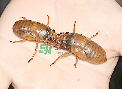 知了猴和知了哪個更好吃？知了猴和知了的區(qū)別