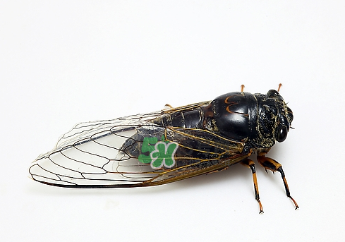 知了猴和知了哪個更好吃？知了猴和知了的區(qū)別