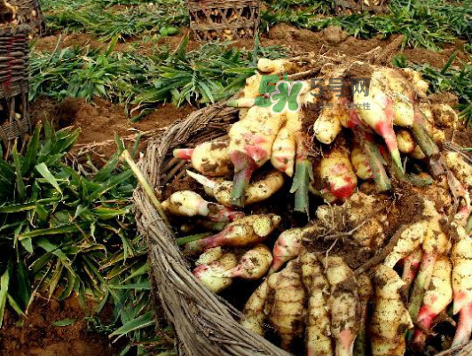 立秋能吃姜嗎？立秋后能吃姜嗎？