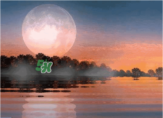 酸菜牛蛙月餅多少錢？酸菜牛蛙月餅好吃嗎？