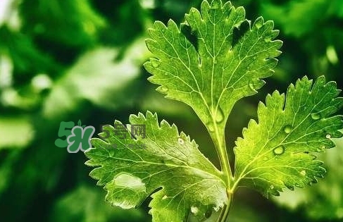 glico香菜百力滋好吃嗎？香菜百力滋多少錢(qián)