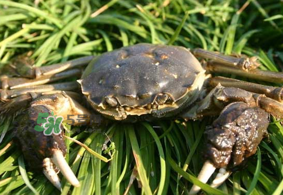 河蟹多少錢一斤2017？2017河蟹價格