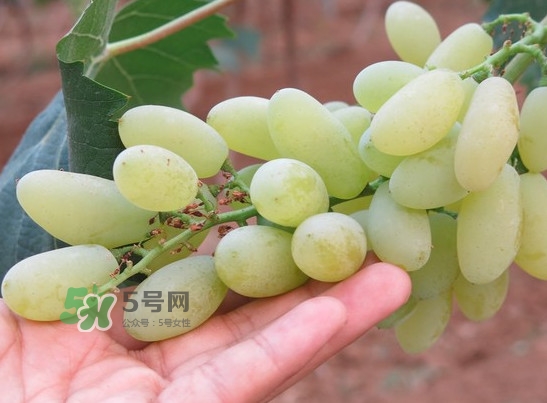 金手指葡萄多少錢一斤？金手指葡萄可以盆栽嗎