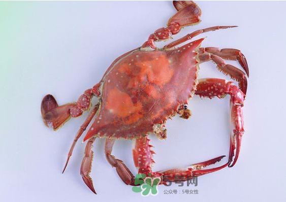 海蟹多少錢一斤2017？2017海蟹價格