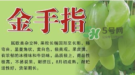 金手指葡萄有籽嗎？金手指葡萄有核嗎