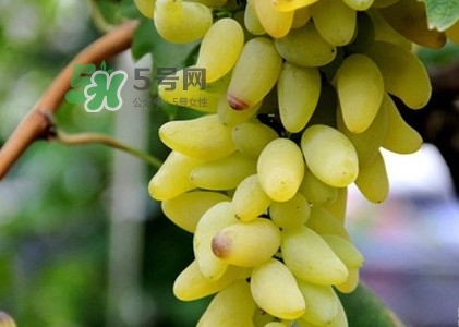 金手指葡萄是不是轉基因品種？美人指與金手指葡萄的區(qū)別