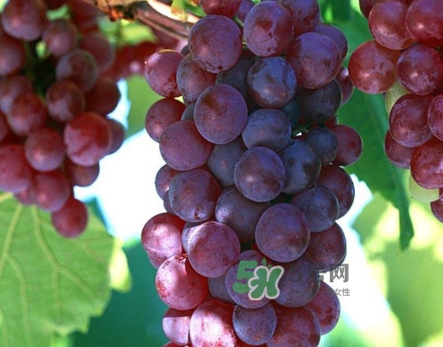 馬陸葡萄多少錢一斤？馬陸葡萄什么時候上市