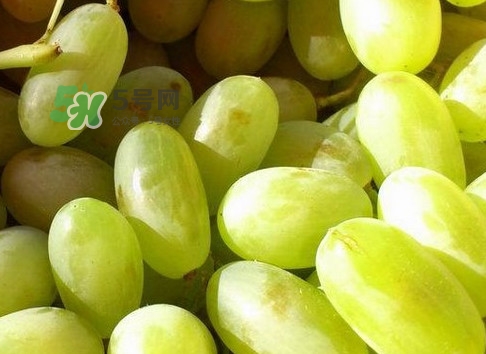 馬奶葡萄是只有新疆有嗎？綠馬奶葡萄為什么發(fā)澀