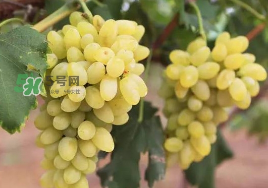 金手指葡萄多少錢一斤？金手指葡萄可以盆栽嗎