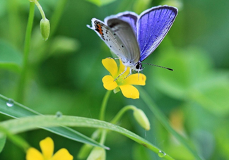 閏六月為什么熱？2017閏六月會多熱一個月嗎？