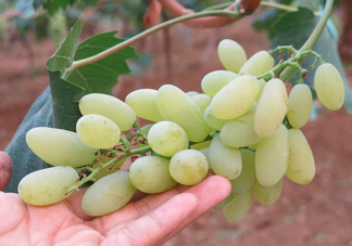 金手指葡萄是不是轉(zhuǎn)基因品種？美人指與金手指葡萄的區(qū)別