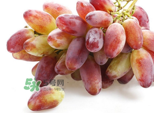 金手指葡萄是不是轉基因品種？美人指與金手指葡萄的區(qū)別