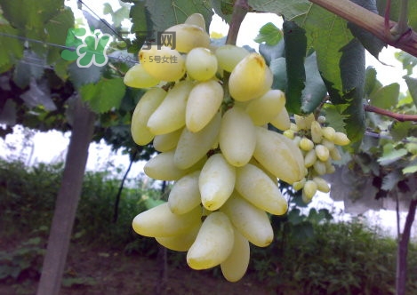 金手指葡萄是不是轉基因品種？美人指與金手指葡萄的區(qū)別