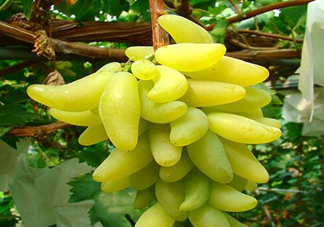 金手指葡萄有籽嗎？金手指葡萄有核嗎