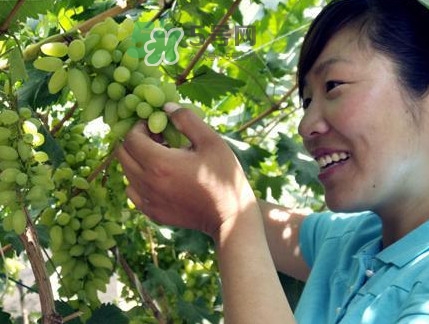 金手指葡萄到底有什么缺點？金手指葡萄什么時候成熟