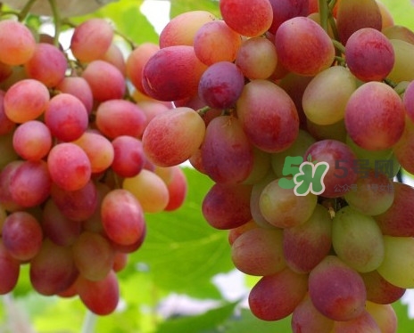 馬陸葡萄多少錢一斤？馬陸葡萄什么時候上市