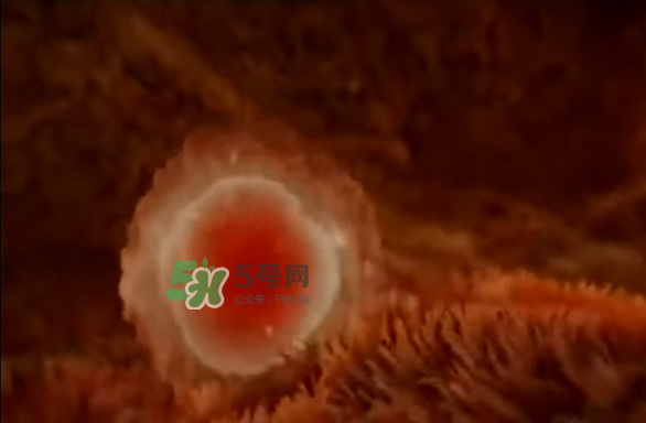 懷孕初期怎么保胎？陰道出血是流產(chǎn)征兆嗎？