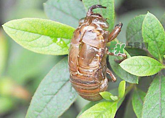 金蟬殼有什么藥用價(jià)值？金蟬殼的功效與作用