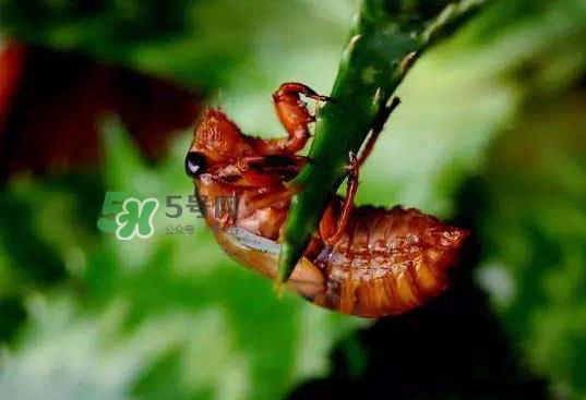 金蟬殼有什么藥用價(jià)值？金蟬殼的功效與作用