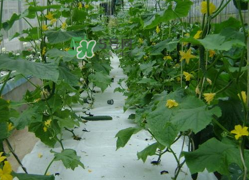 8月份能種黃瓜嗎？八月份能種黃瓜嗎？