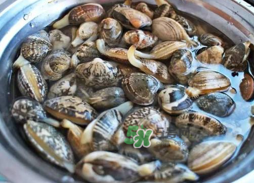 花蛤是什么 花蛤多少錢(qián)一斤市場(chǎng)價(jià)