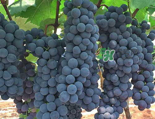 夏黑葡萄有籽嗎？夏黑葡萄好吃嗎？