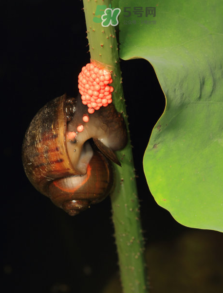 福壽螺有寄生蟲嗎?福壽螺有毒嗎? 福壽螺有寄生蟲嗎?福壽螺有毒嗎?
