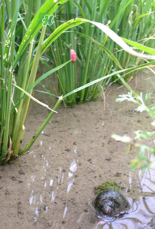 福壽螺有寄生蟲嗎?福壽螺有毒嗎? 福壽螺有寄生蟲嗎?福壽螺有毒嗎?