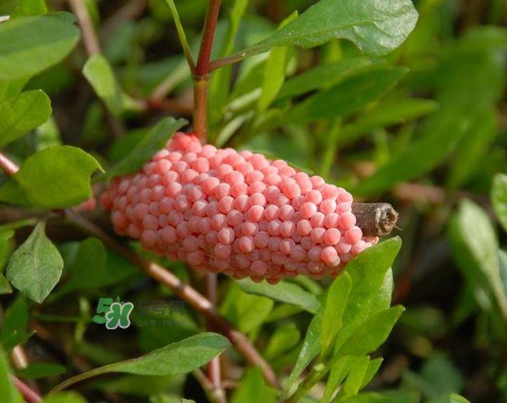 福壽螺有寄生蟲嗎?福壽螺有毒嗎? 福壽螺有寄生蟲嗎?福壽螺有毒嗎?