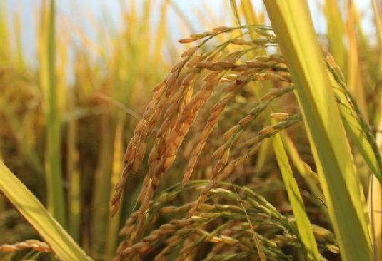 轉(zhuǎn)基因是什么意思？美國人不吃轉(zhuǎn)基因?qū)Ｙu中國人