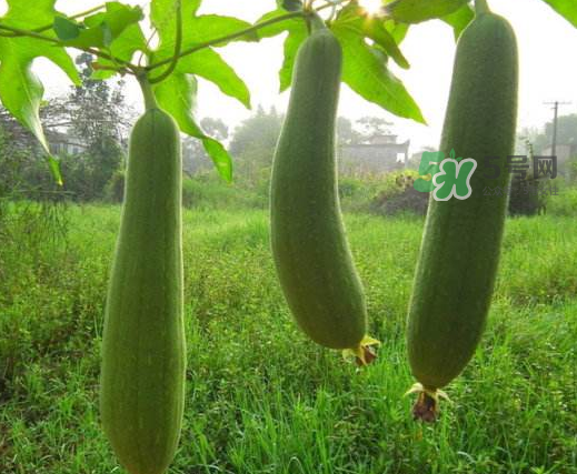 八月份可以種絲瓜嗎？8月份可以種絲瓜嗎？