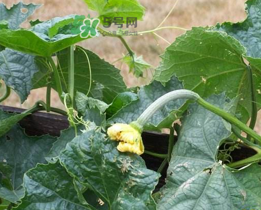 八月份可以種絲瓜嗎？8月份可以種絲瓜嗎？