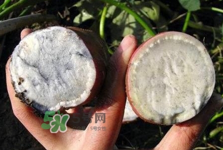 雜交水稻是不是轉(zhuǎn)基因？轉(zhuǎn)基因食品有哪些？