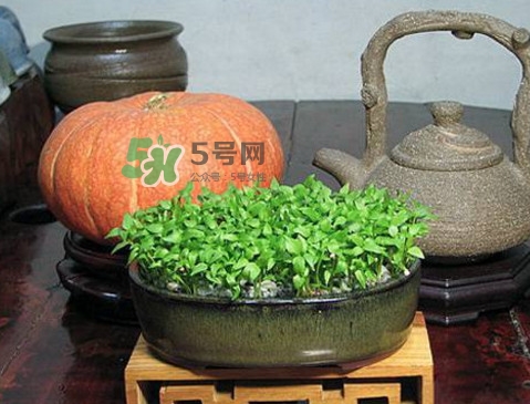 芭樂籽吃了會便秘嗎？芭樂的籽能種嗎