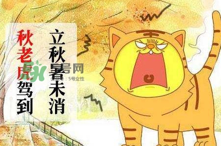 秋老虎熱嗎？末伏熱還是秋老虎熱？