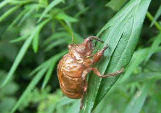 金蟬殼有什么藥用價(jià)值？金蟬殼的功效與作用