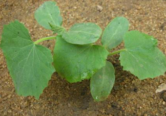 8月份能種黃瓜嗎？八月份能種黃瓜嗎？