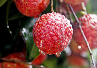 九月份還有荔枝嗎？荔枝幾月份沒有？