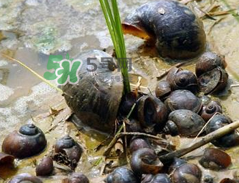 怎么殺死福壽螺寄生蟲(chóng)？福壽螺寄生蟲(chóng)怎么去除？