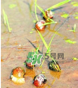 怎么殺死福壽螺寄生蟲(chóng)？福壽螺寄生蟲(chóng)怎么去除？