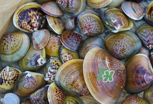 花蛤可以淡水養(yǎng)幾天？花蛤可以養(yǎng)幾天？