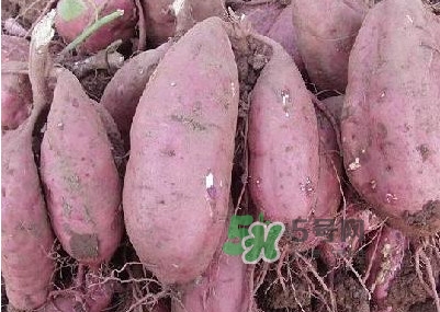 紅薯有什么營養(yǎng)價值？紅薯有轉(zhuǎn)基因的嗎