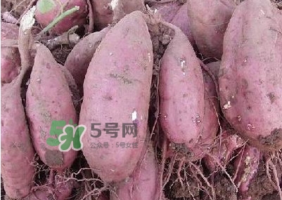 炸地瓜條外面裹什么？地瓜的功效與作用禁忌