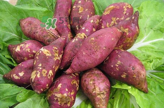 地瓜發(fā)芽了怎么種盆栽？拔絲地瓜怎么熬糖